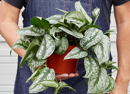 Pothos 'Silver Splash'
