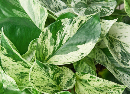 Pothos 'Marble Queen'