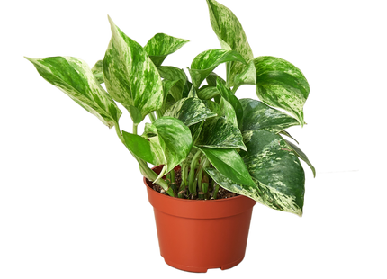 Pothos 'Marble Queen'