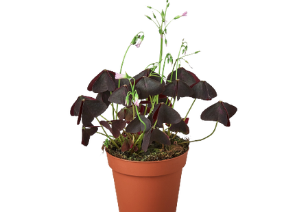 Oxalis Triangularis 'Purple Shamrock'