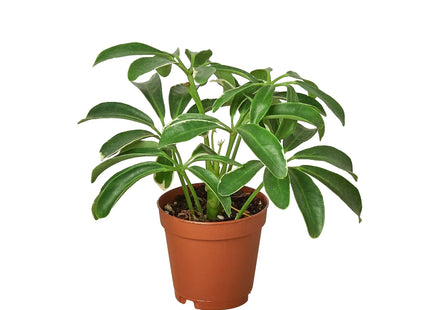 Schefflera Arboricola 'Umbrella'