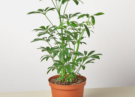 Schefflera Arboricola 'Umbrella'