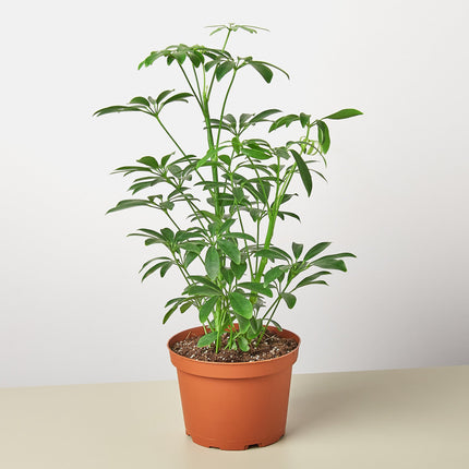 Schefflera Arboricola 'Umbrella'