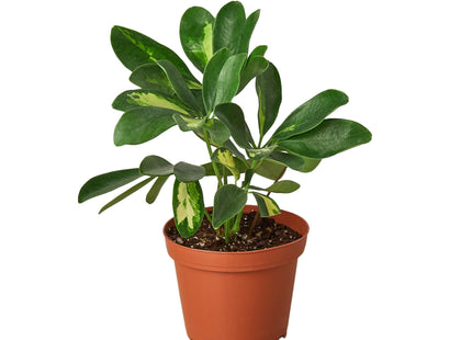 Schefflera Variegated