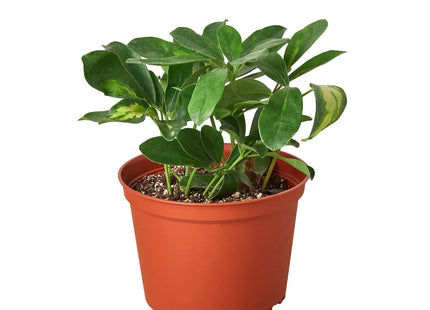 Schefflera Variegated