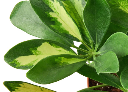 Schefflera Variegated