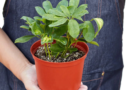 Schefflera Variegated