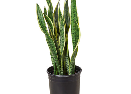 Snake Plant Laurentii - 10" Pot