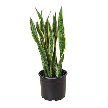 Snake Plant Laurentii - 10" Pot