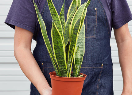 Snake Plant Laurentii