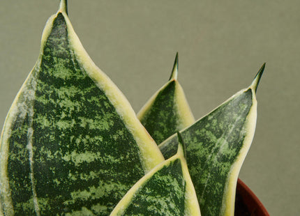 Snake Plant Laurentii Dwarf