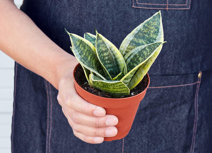 Snake Plant Laurentii Dwarf