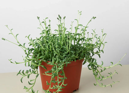 Succulent 'String of Dolphins'