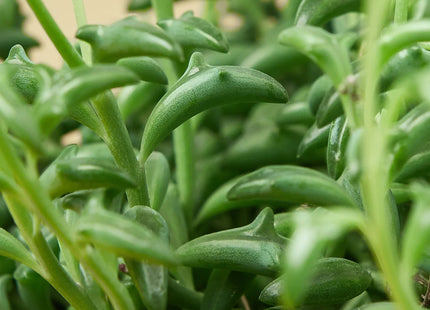 Succulent 'String of Dolphins'