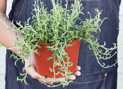 Succulent 'String of Dolphins'