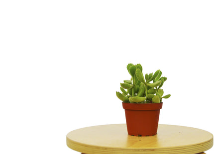Succulent 'Bear's Paw'