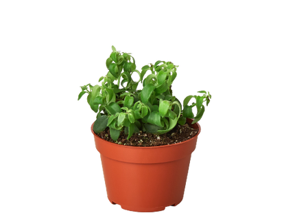 1 Succulent Monthly Subscription Box