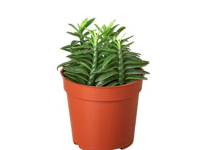 Devil's Backbone Euphorbia