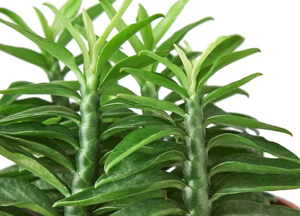 Devil's Backbone Euphorbia