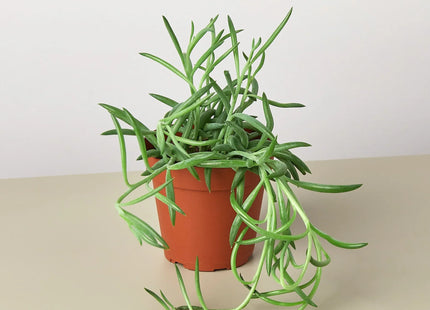 Senecio Succulent 'Fish Hooks'
