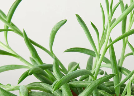 Senecio Succulent 'Fish Hooks'