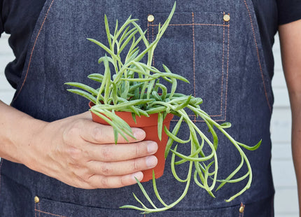 Senecio Succulent 'Fish Hooks'