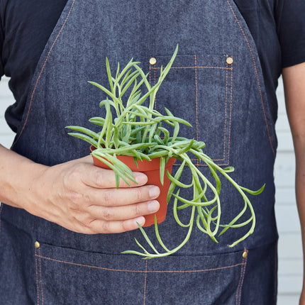 Senecio Succulent 'Fish Hooks'