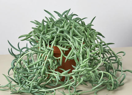 Senecio Succulent 'Fish Hooks'