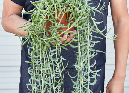 Senecio Succulent 'Fish Hooks'
