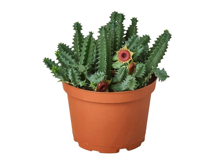 Lifesaver Cactus