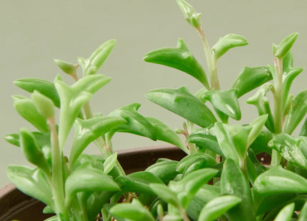 Succulent 'String of Dolphins'