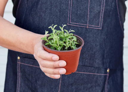 Succulent 'String of Dolphins'