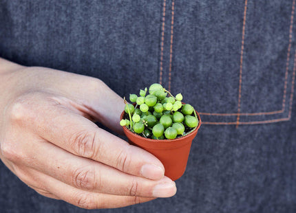 Succulent 'String of Pearls'