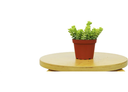 Sedum 'White Stone Crop' Succulent