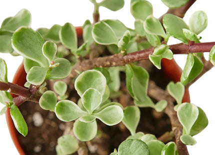 Succulent 'Rainbow Elephant Bush'