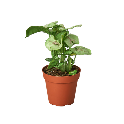 Syngonium Cream -  4" Pot