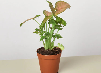 Syngonium Strawberry