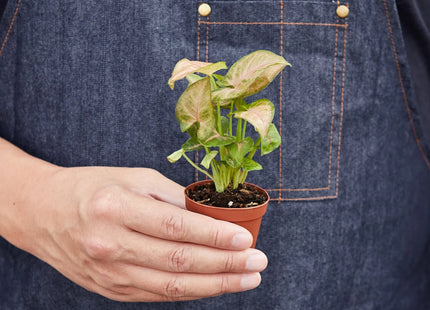 Syngonium Strawberry