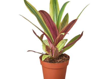 Tradescantia 'Sitara's Gold'
