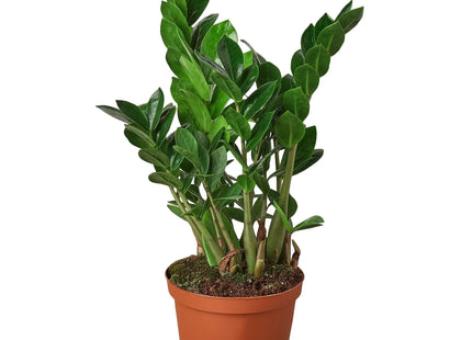 Zamioculcas Zamiifolia ZZ