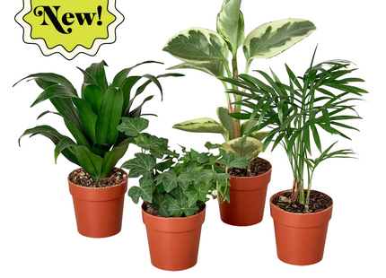 3" Tropical Plant Variety Bundle