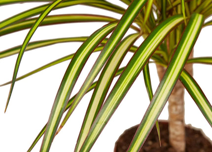 Dracaena Marginata 'Sunshine'