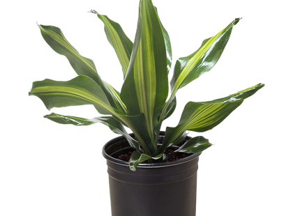 Dracaena Golden Heart