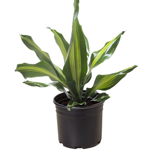 Dracaena Golden Heart