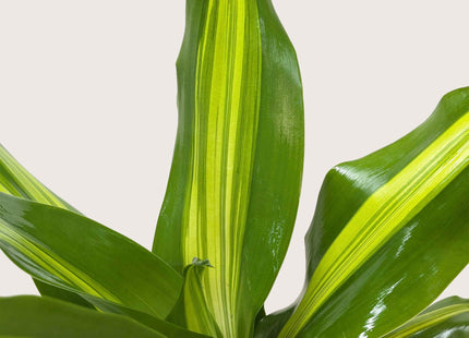 Dracaena Golden Heart