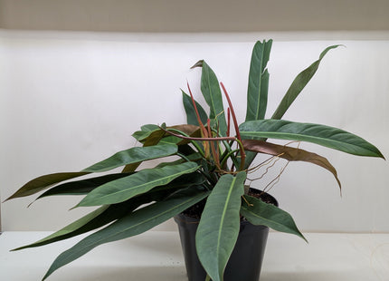 Philodendron Bicolor