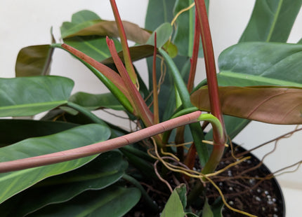 Philodendron Bicolor