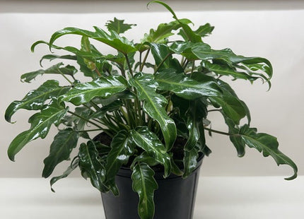 Philodendron Xanadu