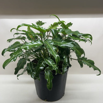 Philodendron Xanadu