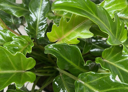 Philodendron Xanadu